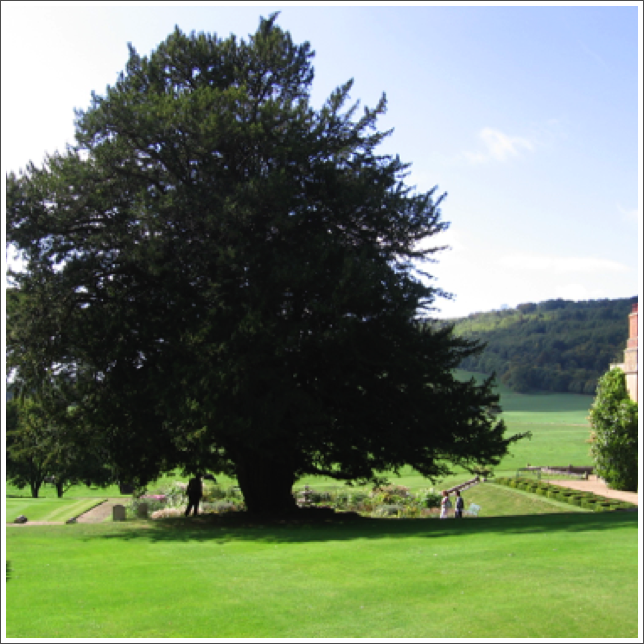 Yew tree at the Titsey estate. Most places at which the family resided had a Yew tree